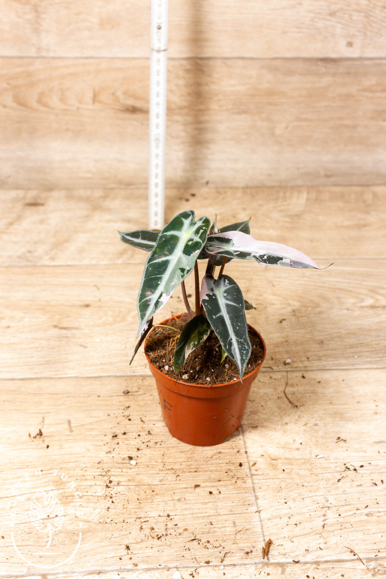 Alocasia bambino pink variegata 002F – Bild 2