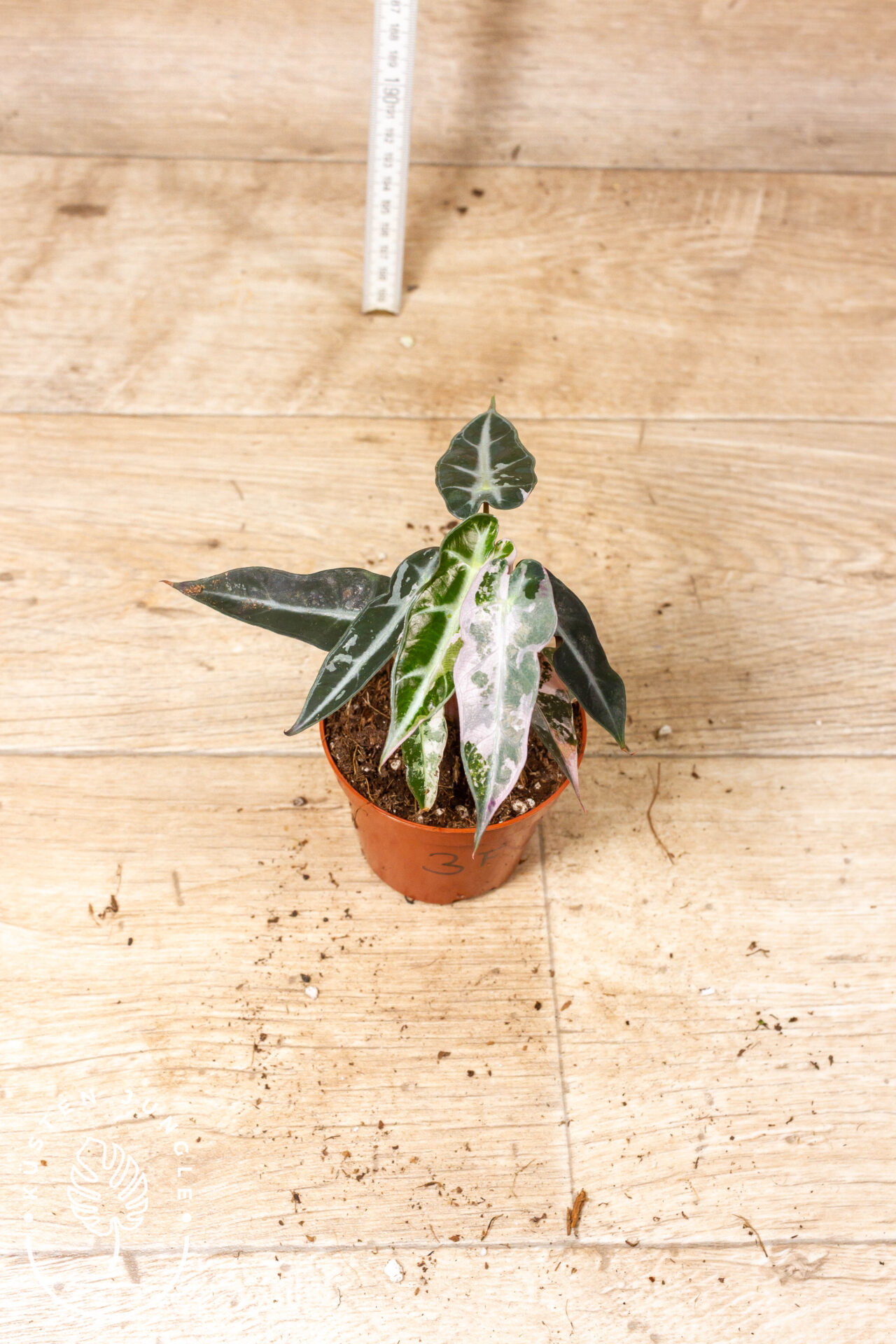 Alocasia bambino pink variegata 003F