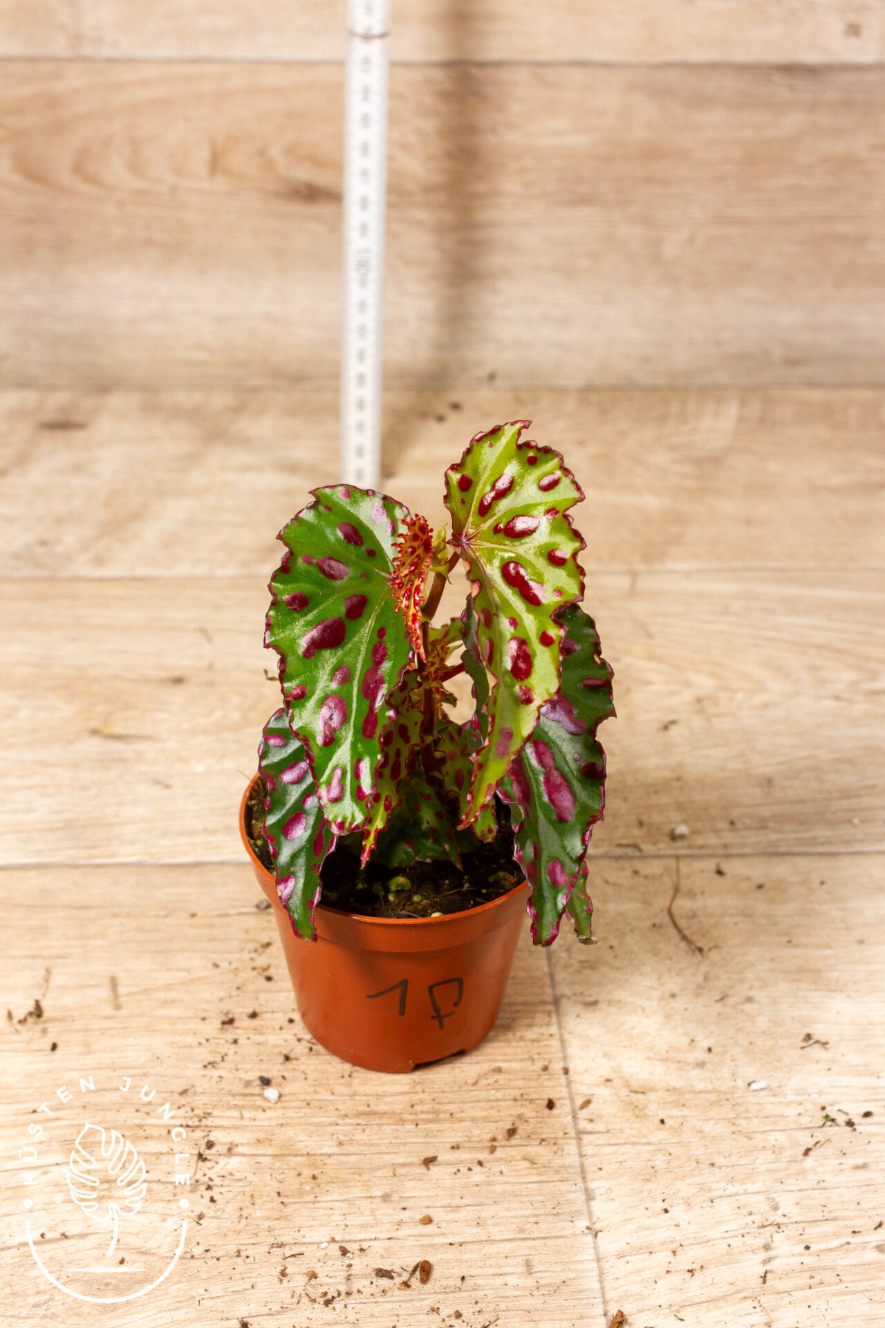 Begonia sp. NOID 001F - Image 2