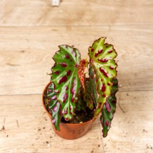 Begonia sp. NOID 001F