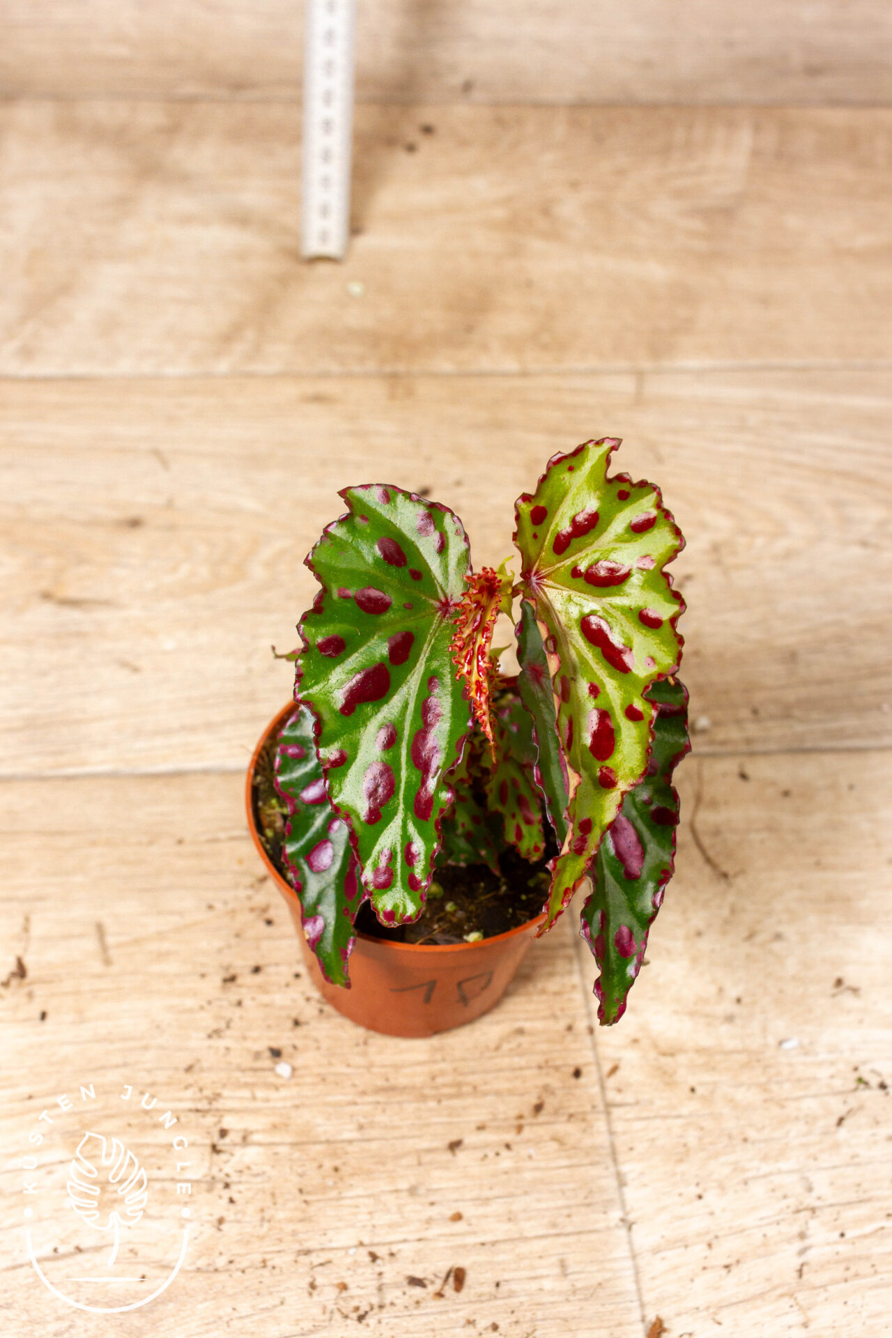 Begonia sp. NOID 001F