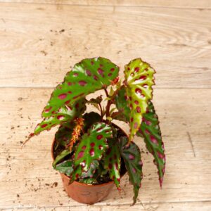 Begonia sp. NOID 002F