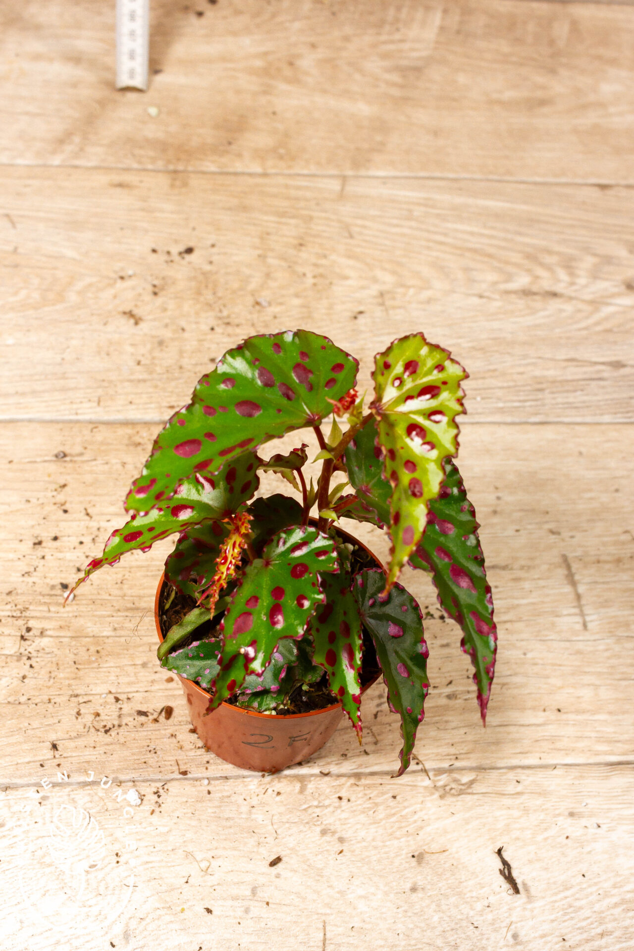 Begonia sp. NOID 002F