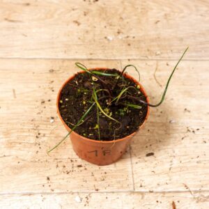 Alocasia flying squid 001F