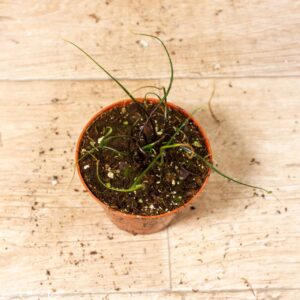 Alocasia flying squid 003F