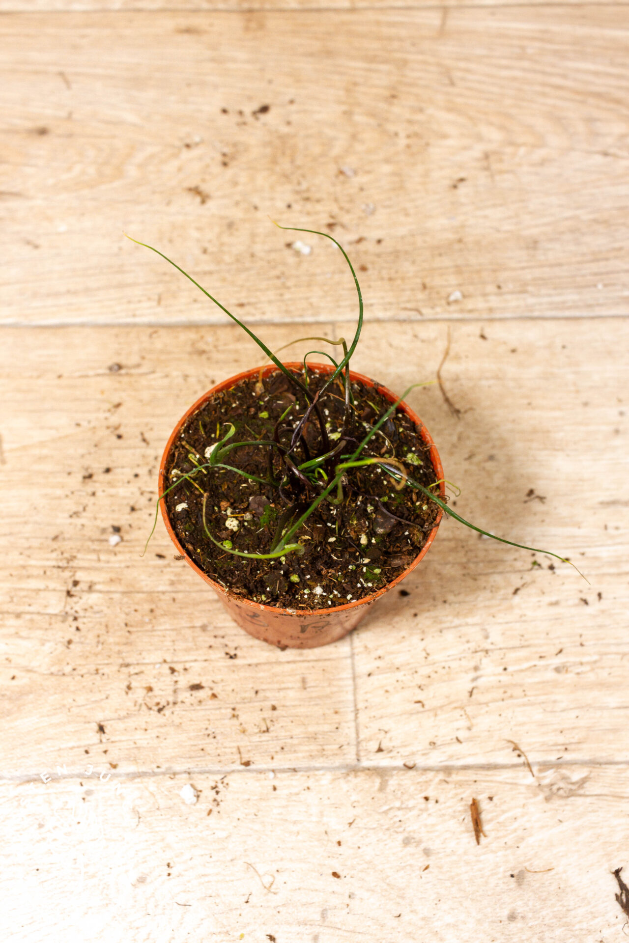 Alocasia flying squid 003F