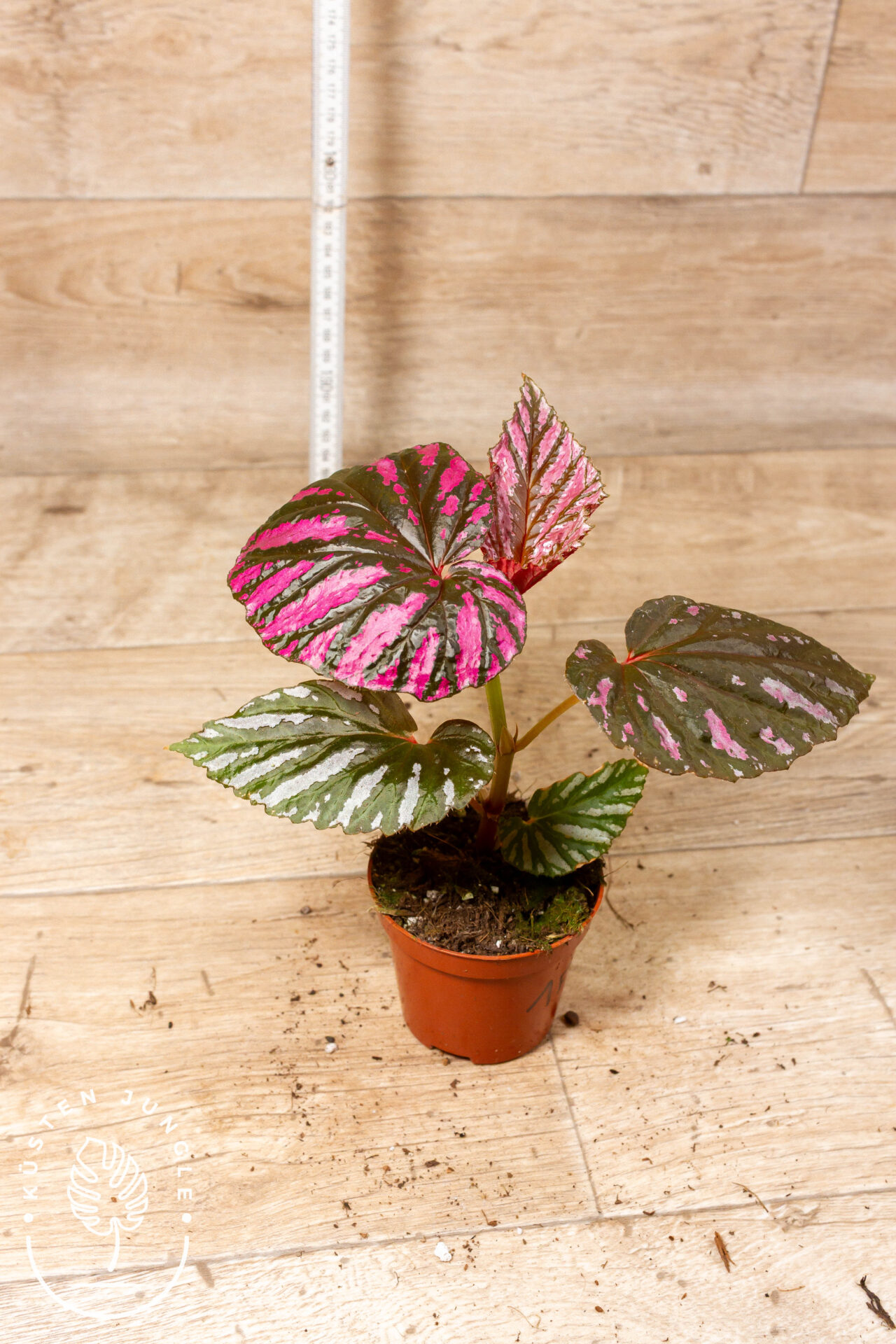 Begonia brevirimosa 001F WYSIWYG – Bild 2