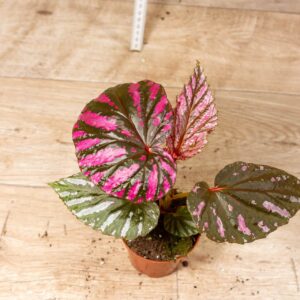Begonia brevirimosa 001F WYSIWYG
