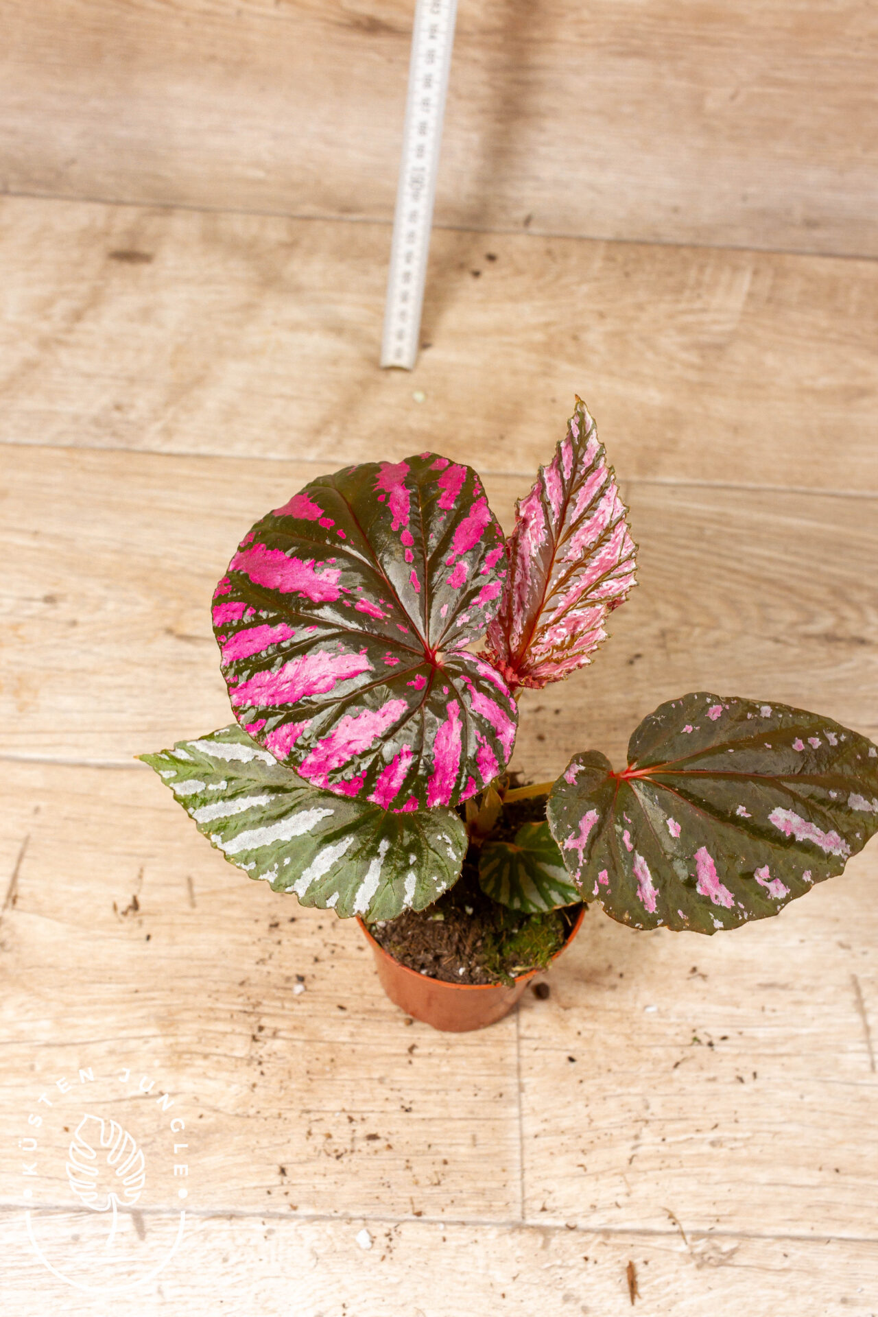 Begonia brevirimosa 001F WYSIWYG