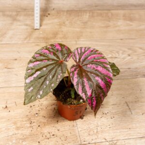 Begonia brevirimosa 003F WYSIWYG