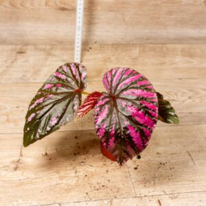 Begonia brevirimosa 004F WYSIWYG