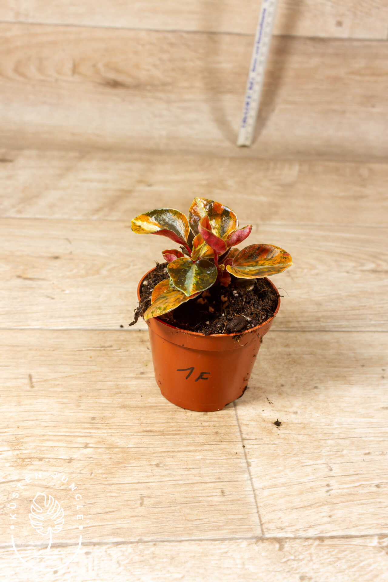 Peperomia Creme Brulee 001F - Image 2