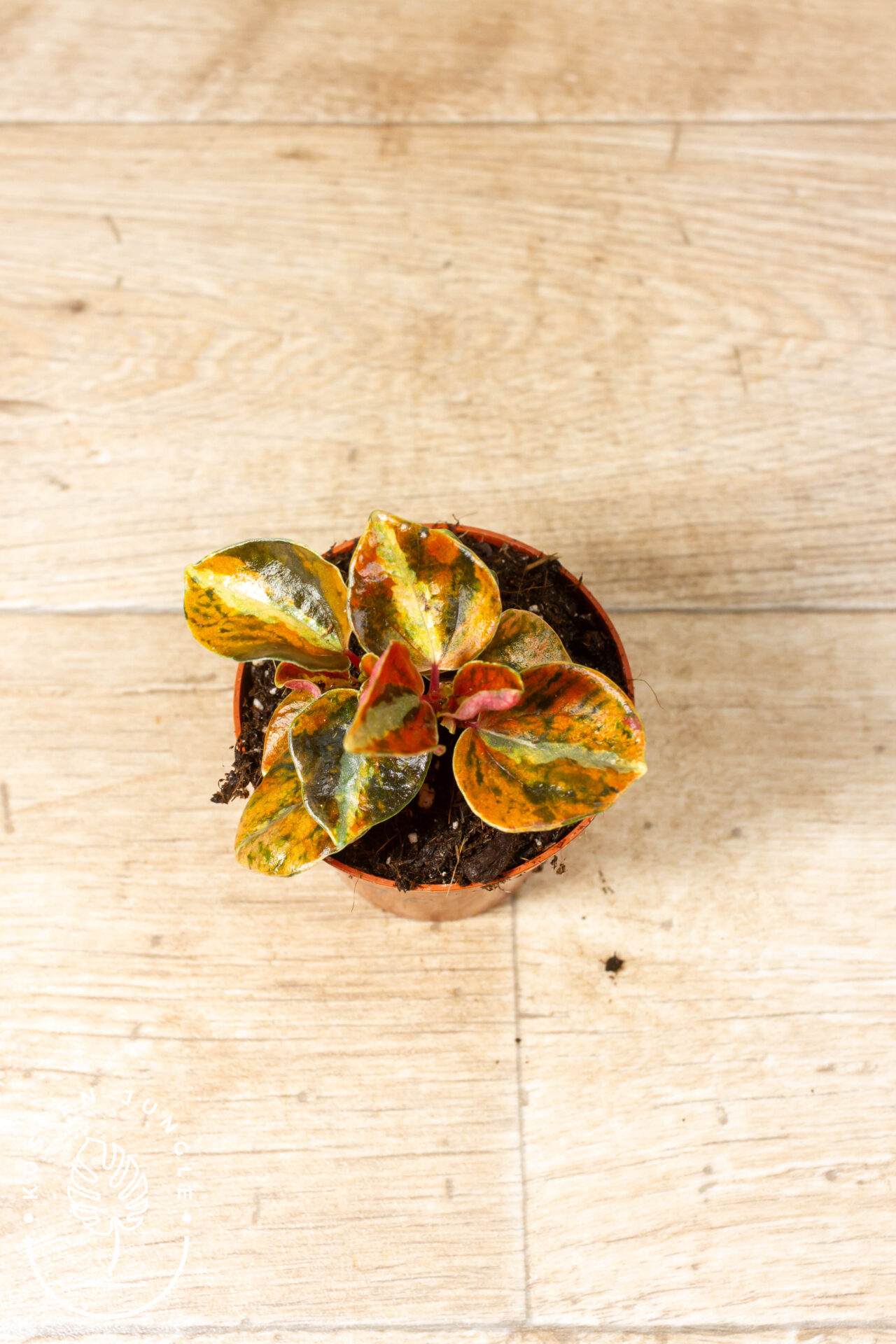 Peperomia Creme Brulee 001F