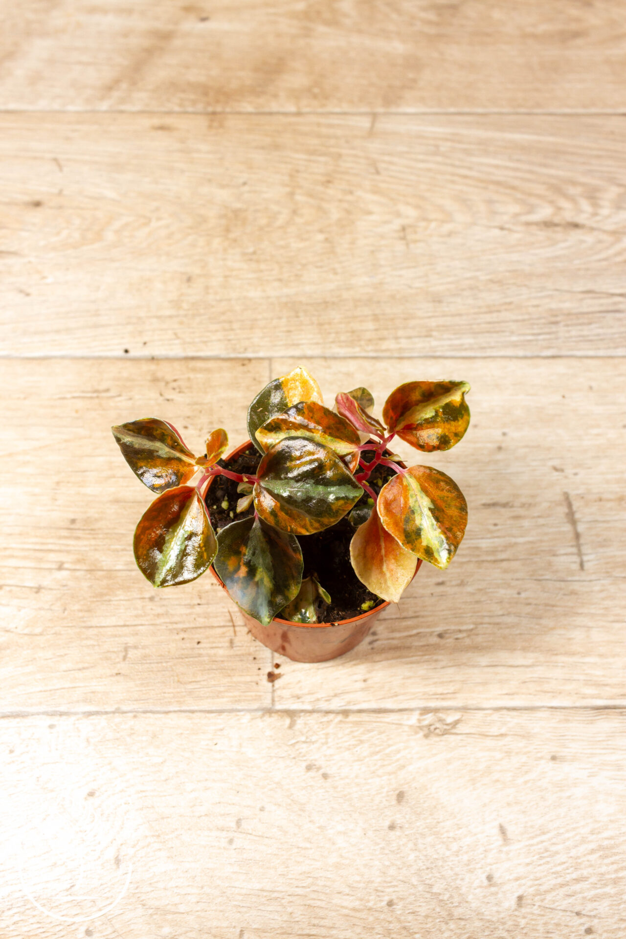 Peperomia Creme Brulee 004F