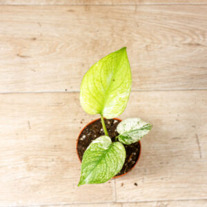 Monstera Mint 001F WYSIWYG