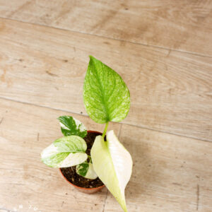 Monstera Mint 002F WYSIWYG