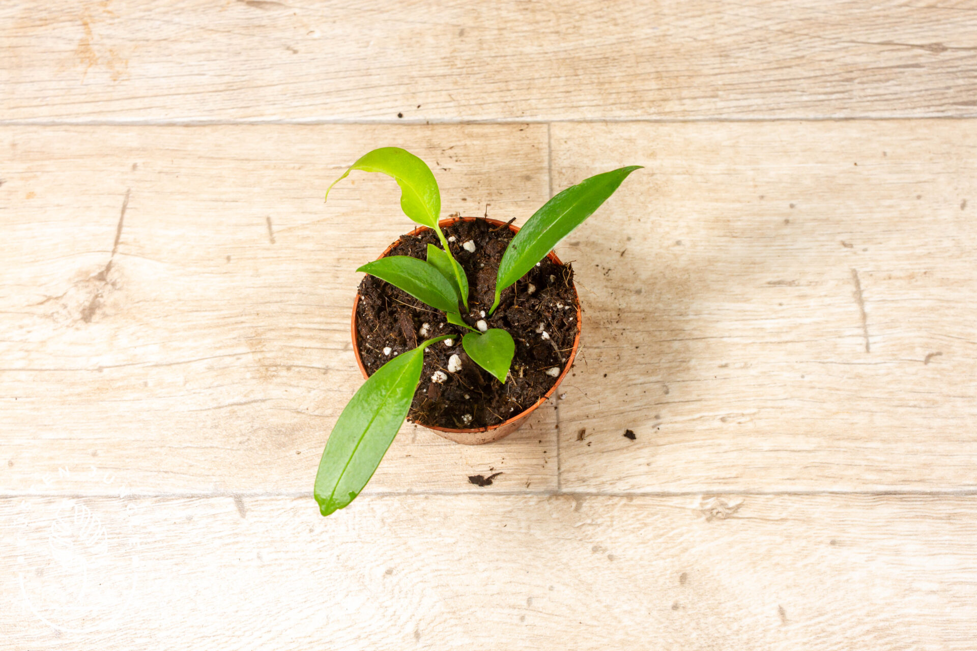 Anthurium wendlingeri 001F