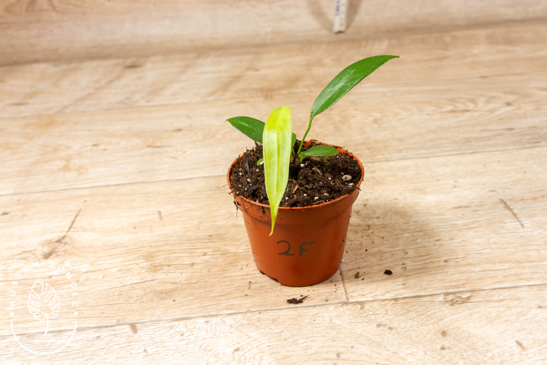 Anthurium wendlingeri 002F – Bild 2