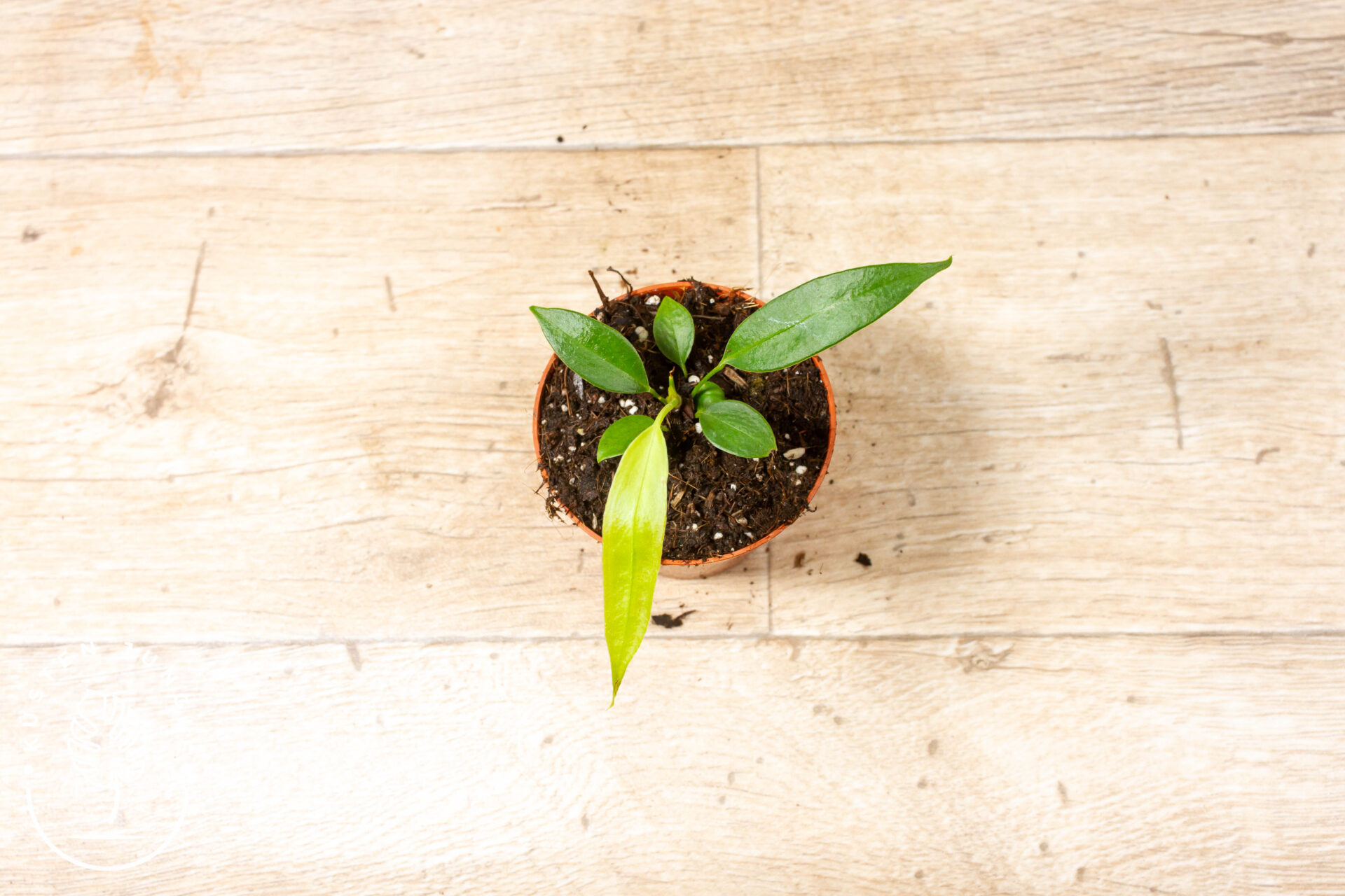 Anthurium wendlingeri 002F
