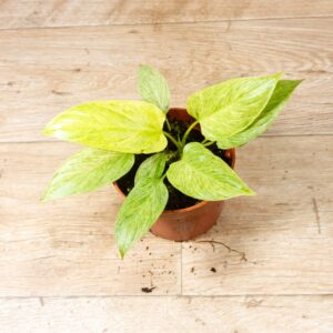 Homalomena Sulcata Cream Frost 001F