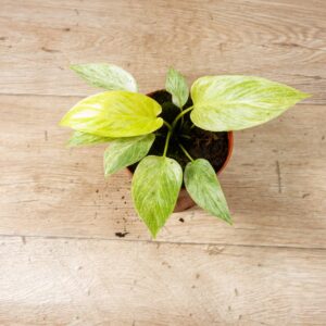 Homalomena Sulcata Cream Frost 002F