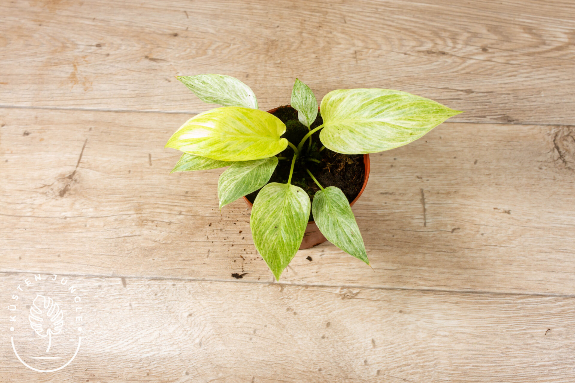 Homalomena Sulcata Cream Frost 002F