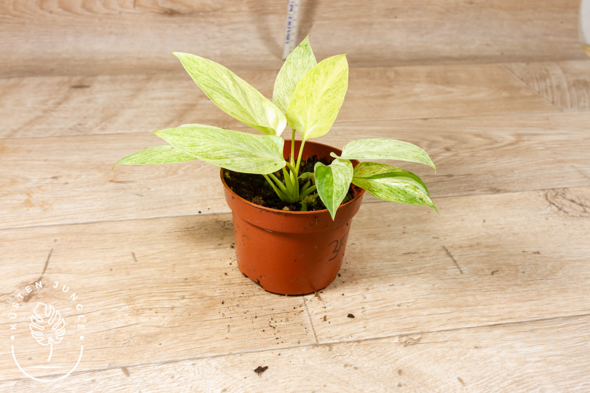 Homalomena Sulcata Cream Frost 003F – Bild 2