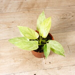 Homalomena Sulcata Cream Frost 003F