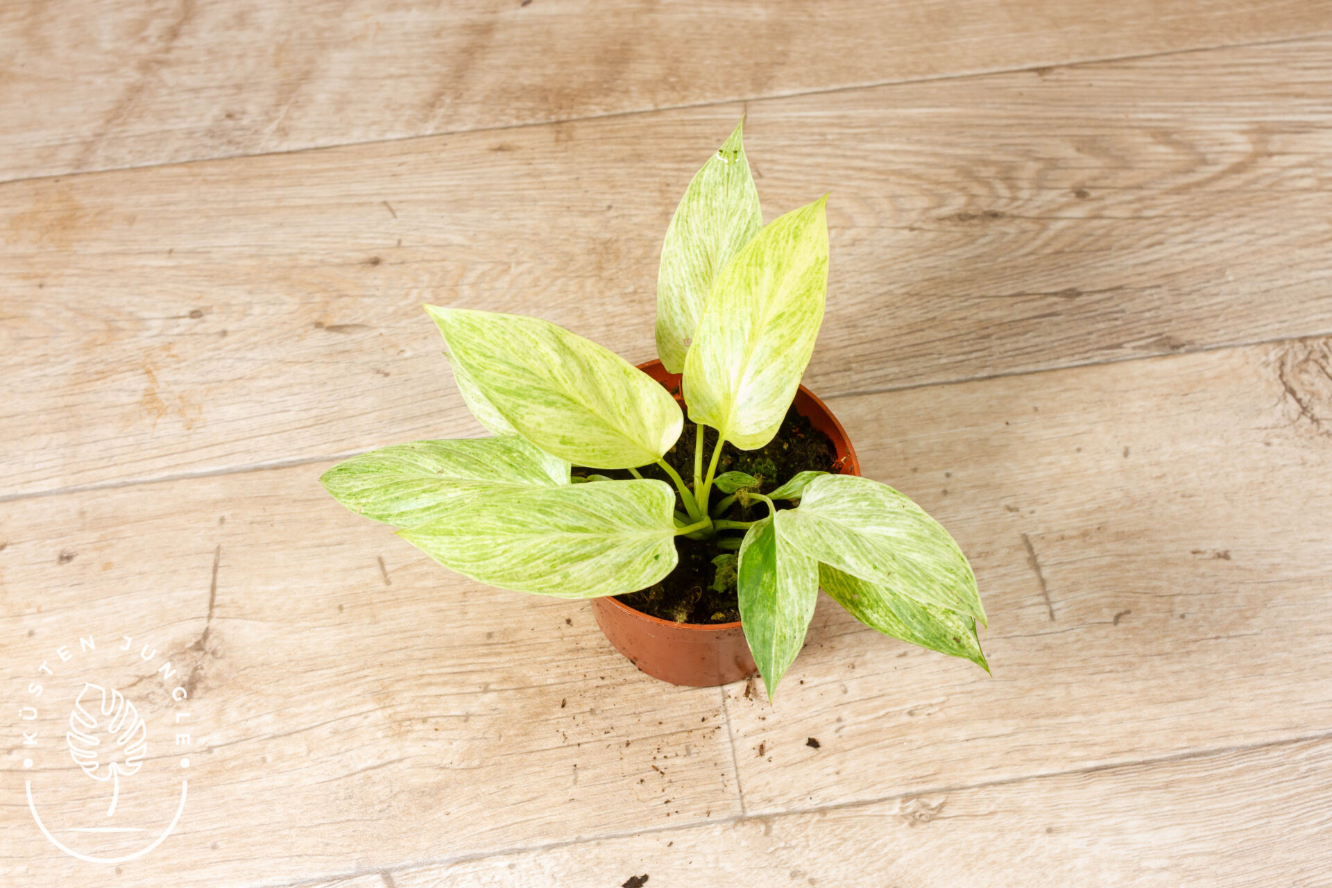 Homalomena Sulcata Cream Frost 003F