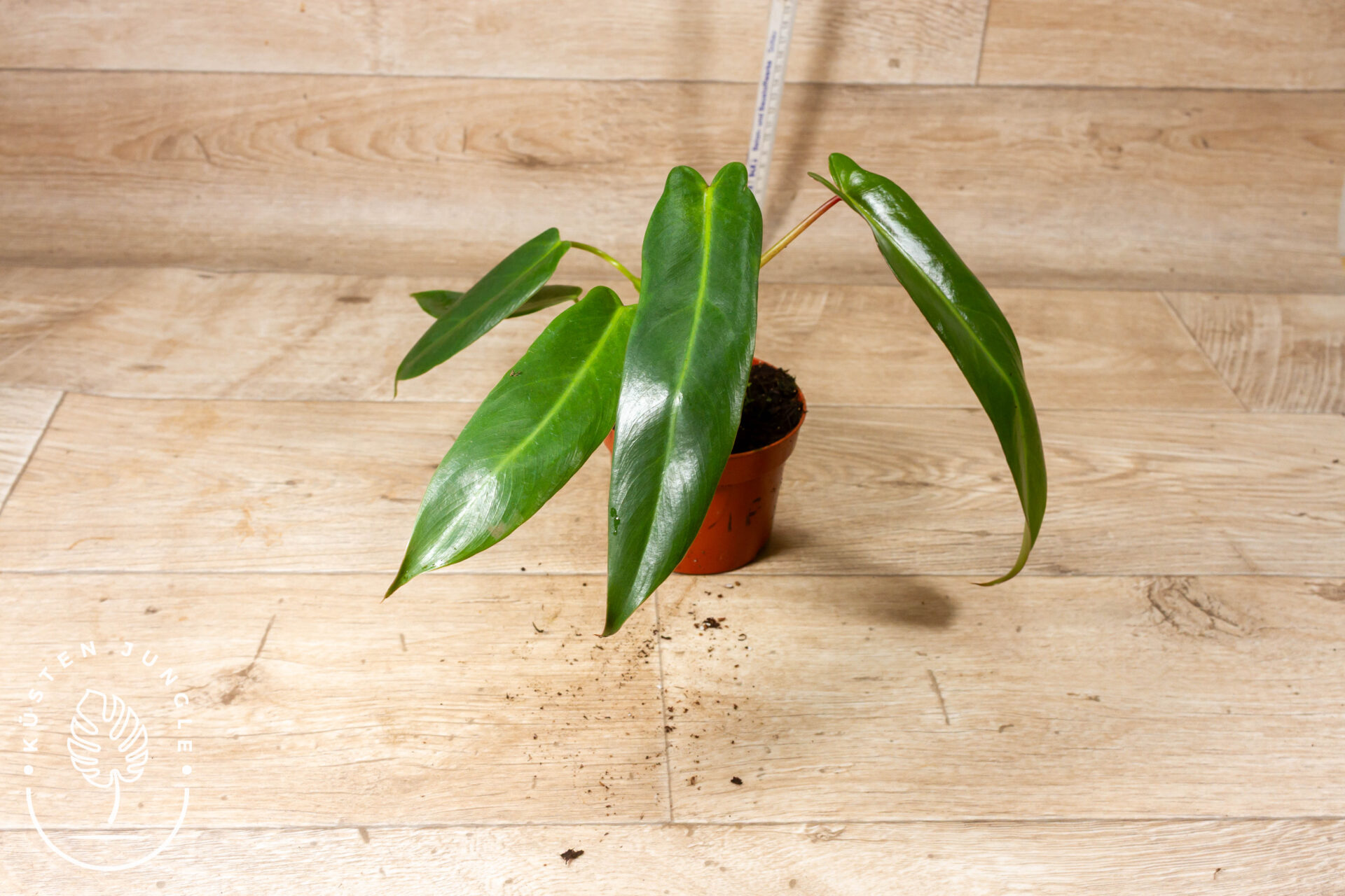 Philodendron Spiritus Sancti 001F – Bild 2