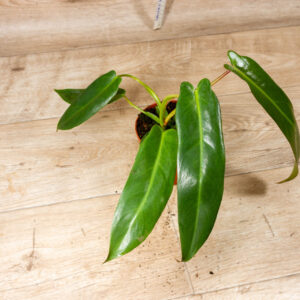 Philodendron Spiritus Sancti 001F