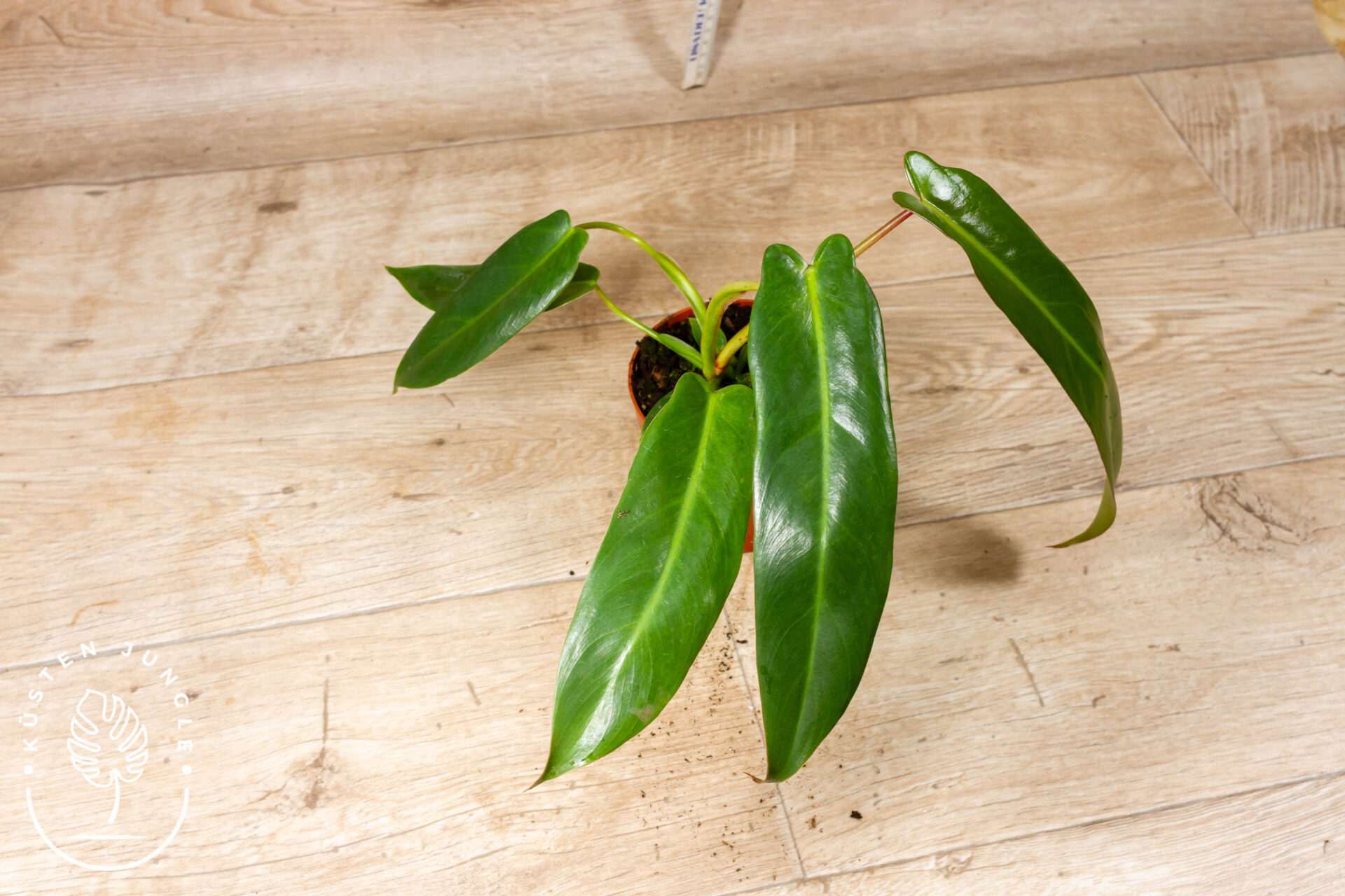 Philodendron Spiritus Sancti 001F