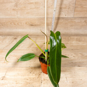Philodendron Spiritus Sancti 002F