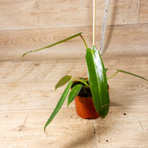 Philodendron Spiritus Sancti 003F