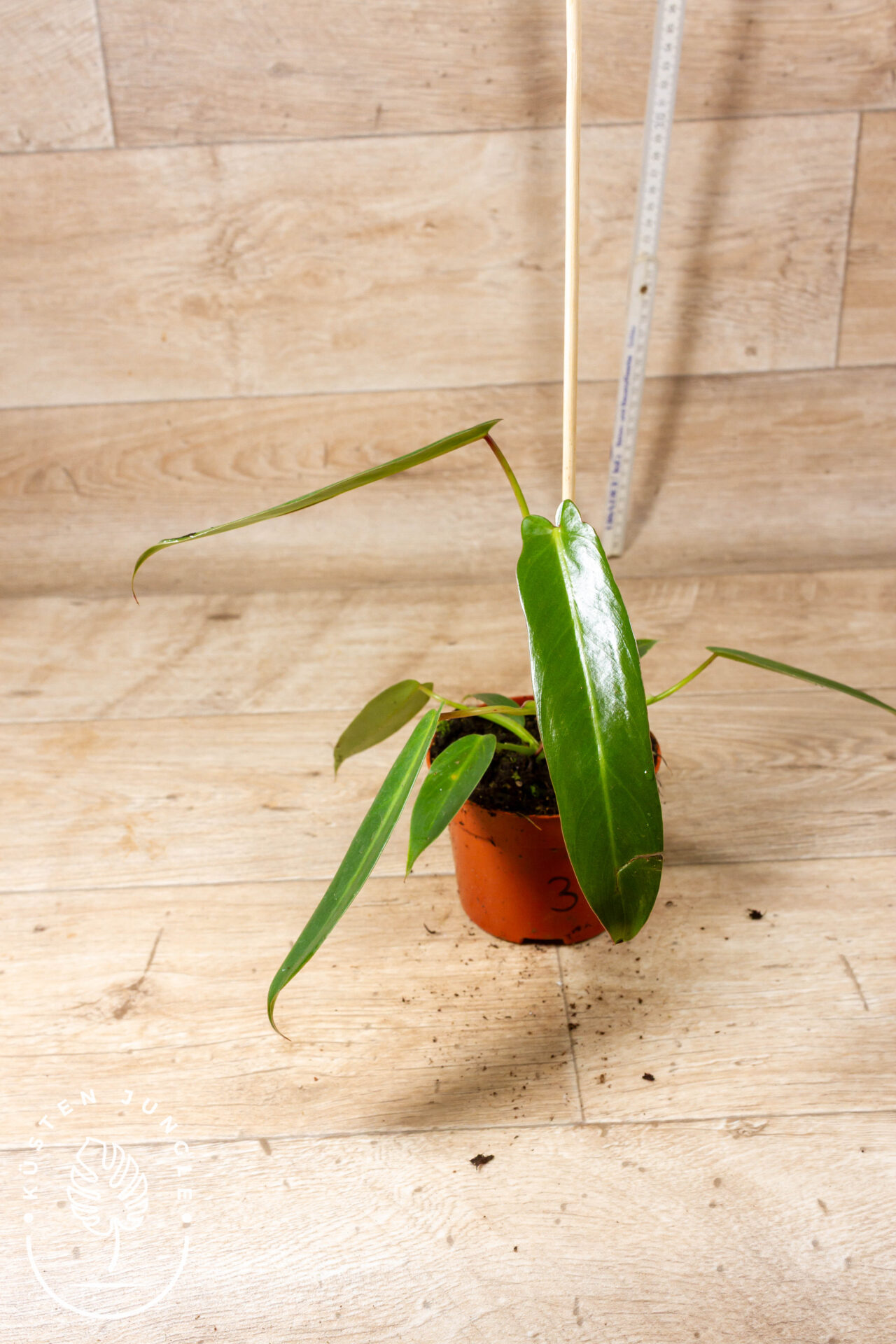 Philodendron Spiritus Sancti 003F