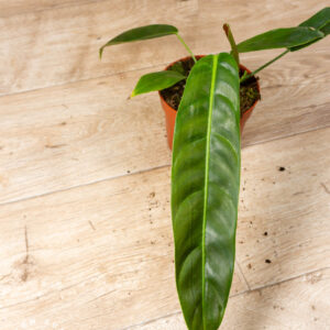Philodendron patriciae 001F