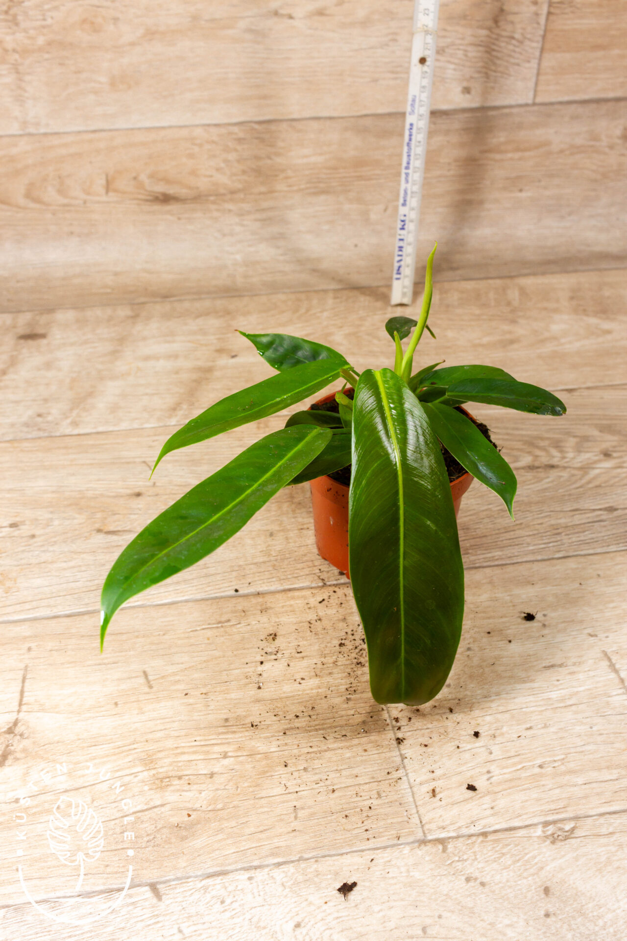 Philodendron patriciae 002F