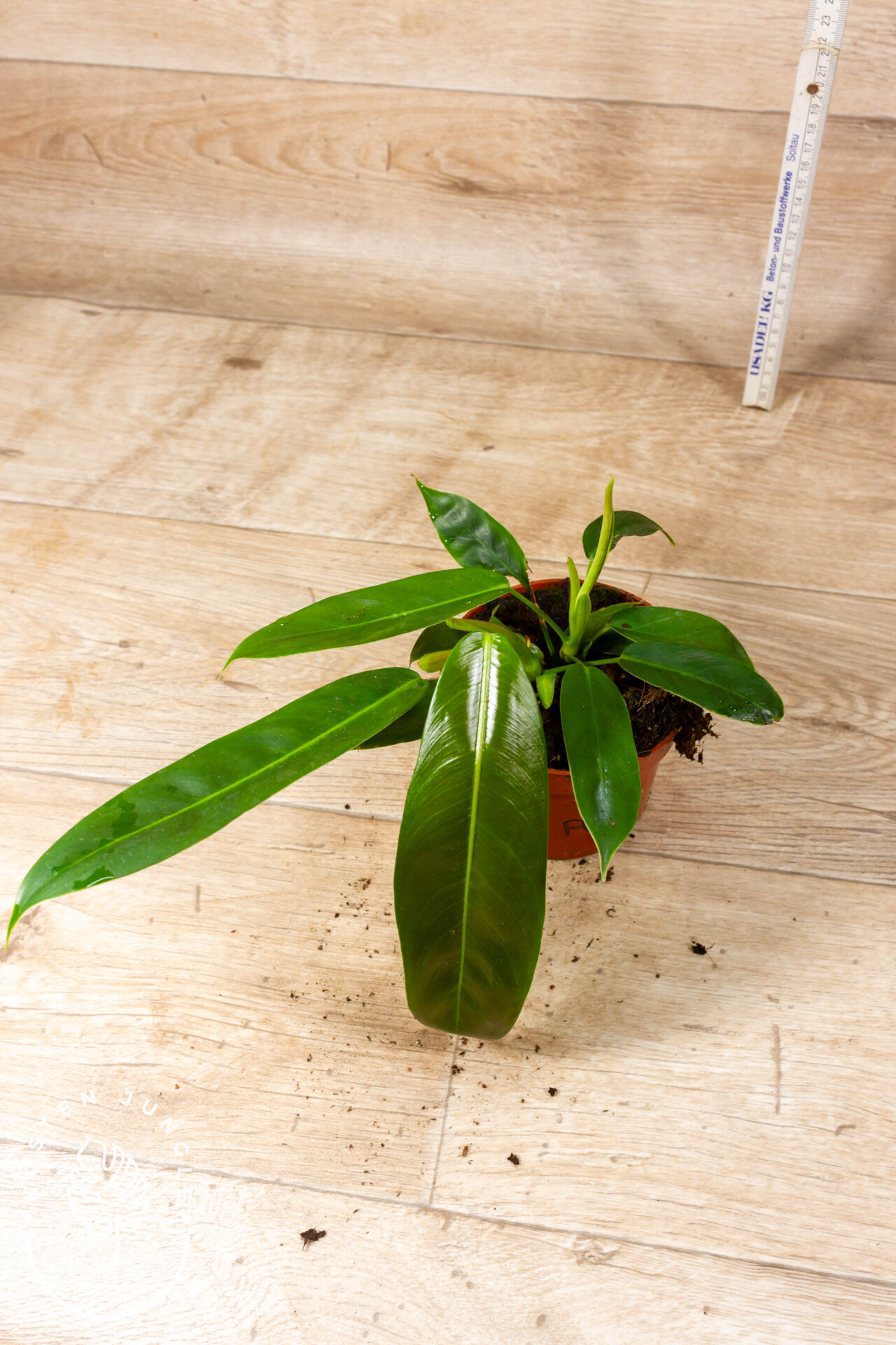 Philodendron patriciae 002F – Bild 2