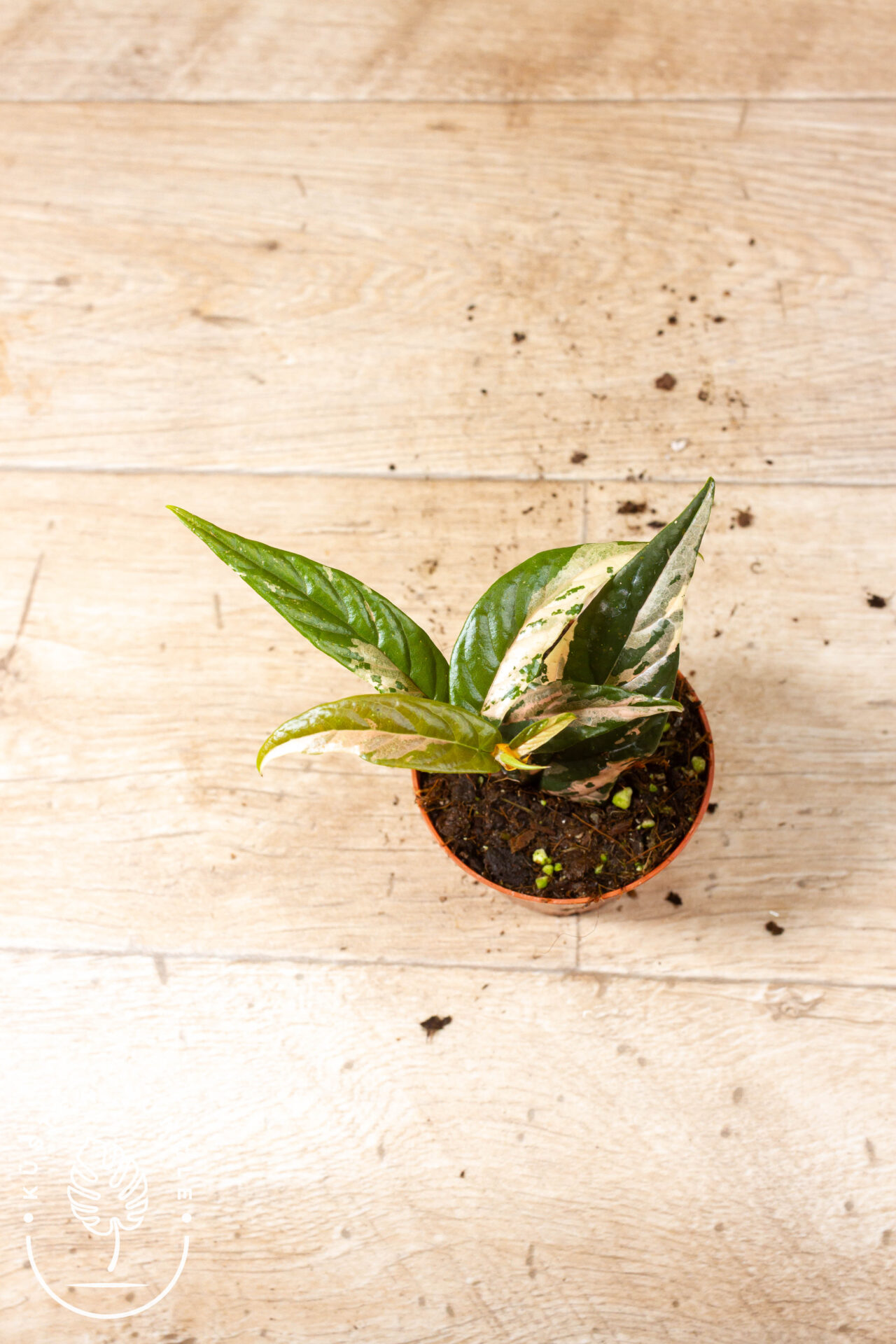 Ficus sagittata pink variegata 003F WYSIWYG