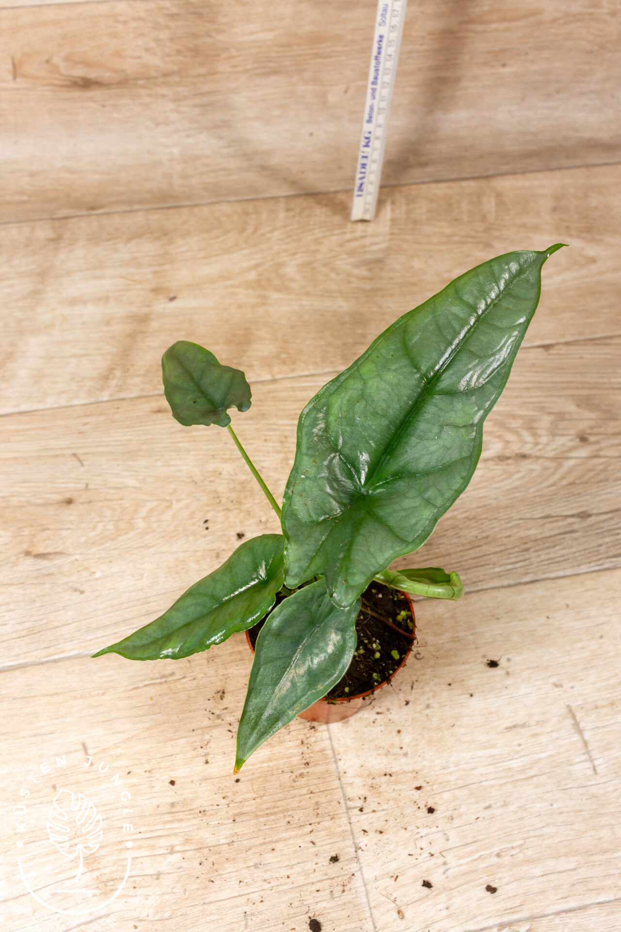 Alocasia Heterophylla dragon breath 001F WYSIWYG