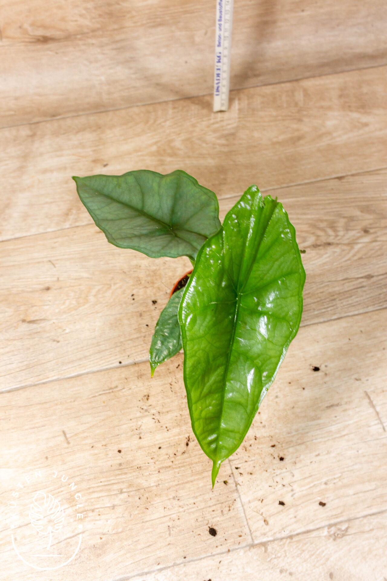 Alocasia Heterophylla dragon breath 002F WYSIWYG