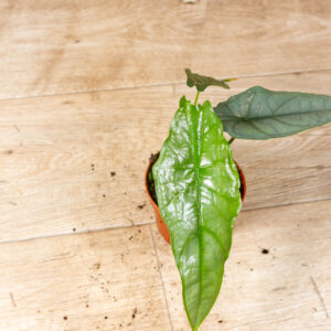 Alocasia Heterophylla dragon breath 003F WYSIWYG