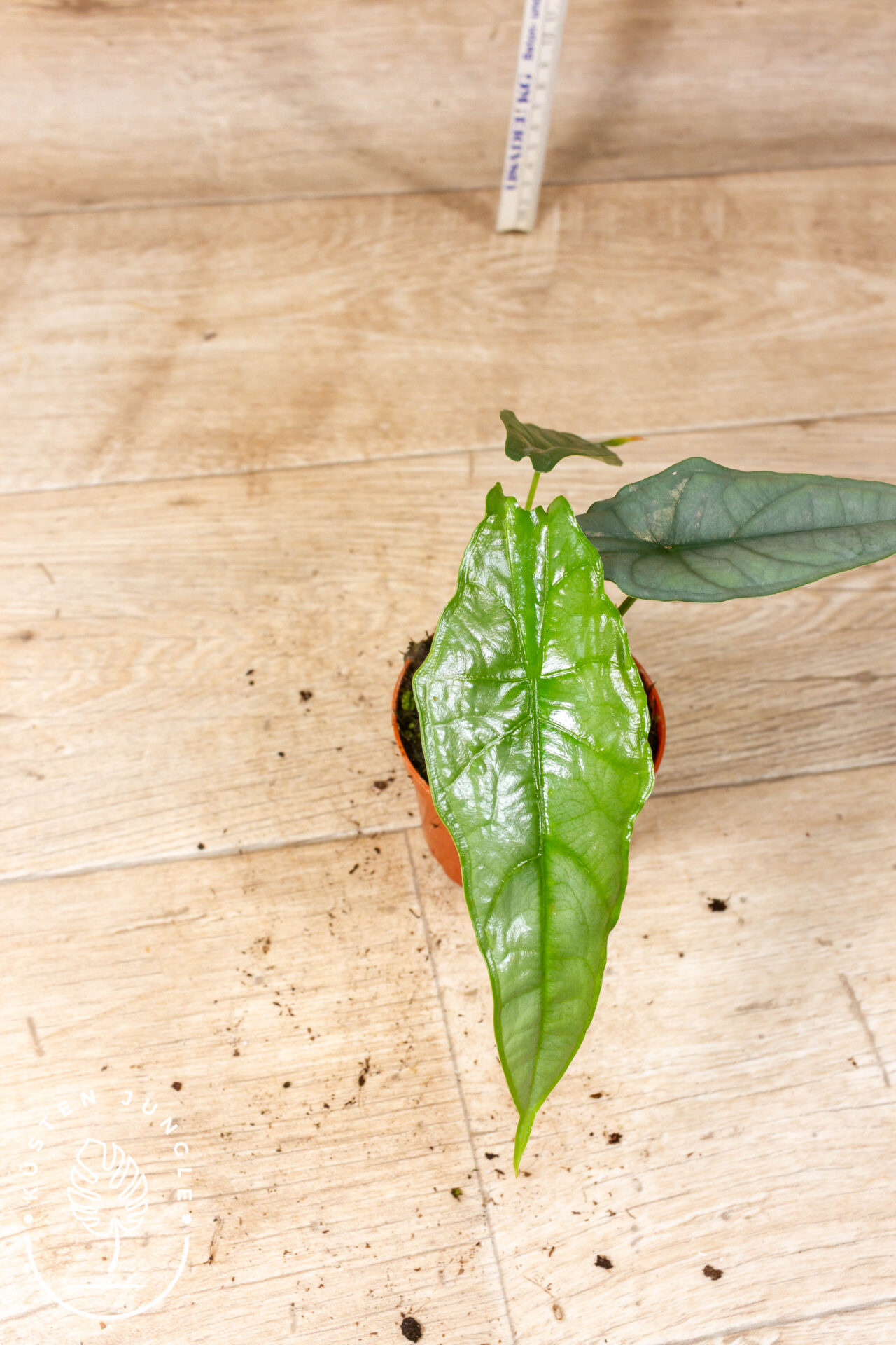 Alocasia Heterophylla dragon breath 003F WYSIWYG