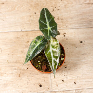 Alocasia Polly Aurea Variegata 001F WYSIWYG