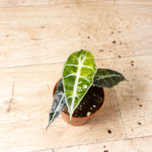 Alocasia Polly Aurea Variegata 002F WYSIWYG