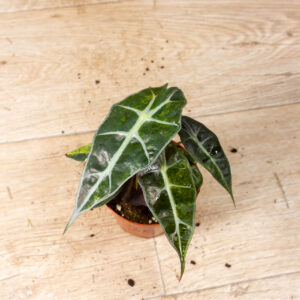 Alocasia Polly Aurea Variegata 003F WYSIWYG