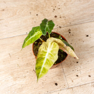 Alocasia Polly Aurea Variegata 004F WYSIWYG