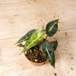 Alocasia Polly Aurea Variegata 005F WYSIWYG