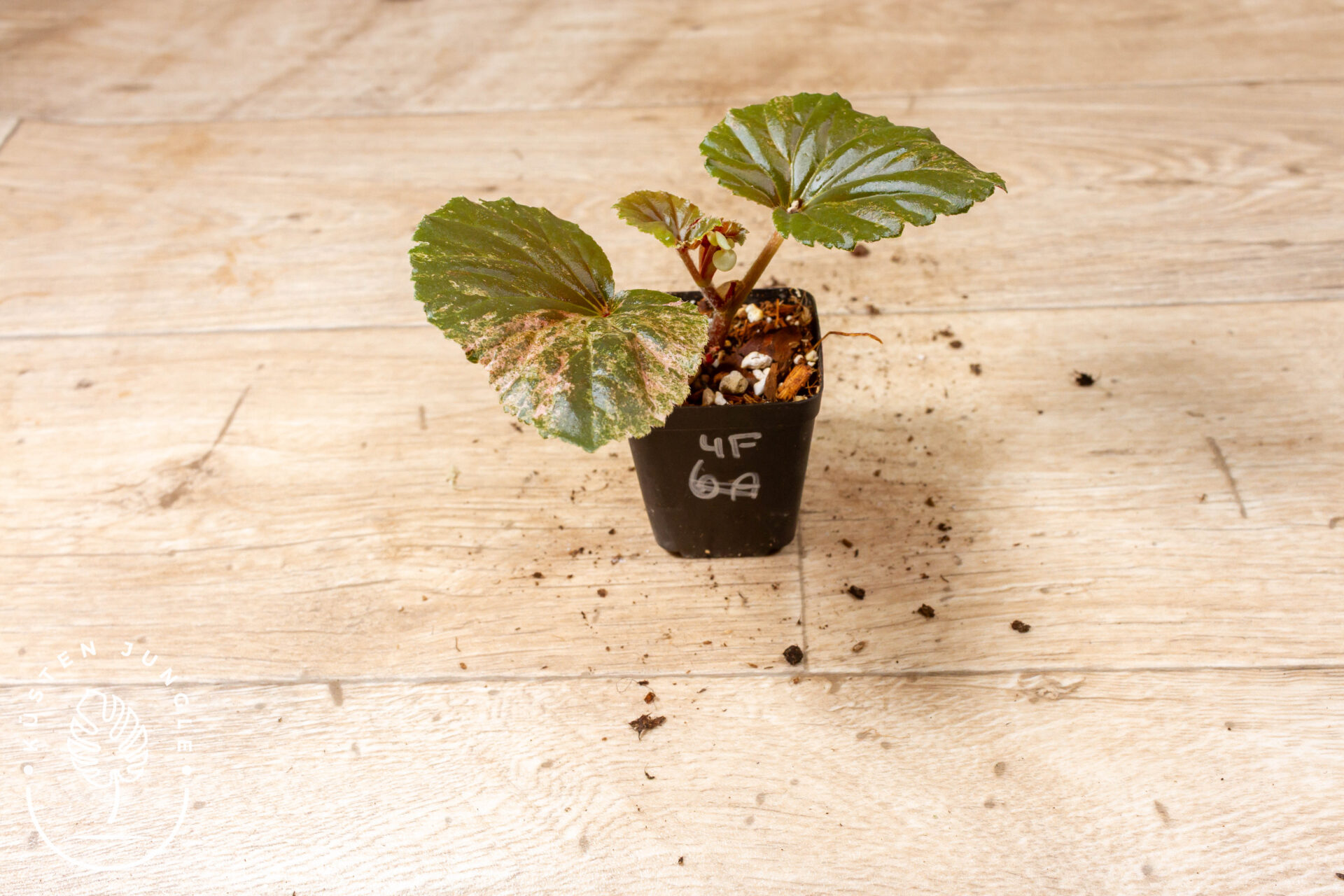 Begonia cucullata Variegata 004F WYSIWYG – Bild 2