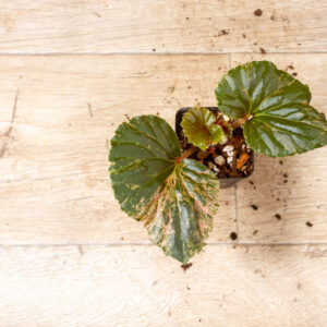 Begonia cucullata Variegata 004F WYSIWYG